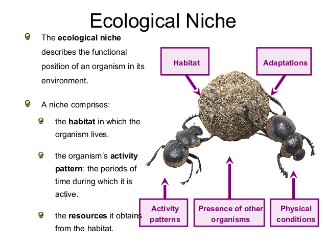 11-ecology-15-638