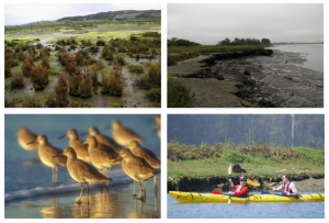 This figure shows the different focuses of a few of the stakeholders and investigators - including marshland degradation, shoreline erosion, species conservation, and eco-tourism. 